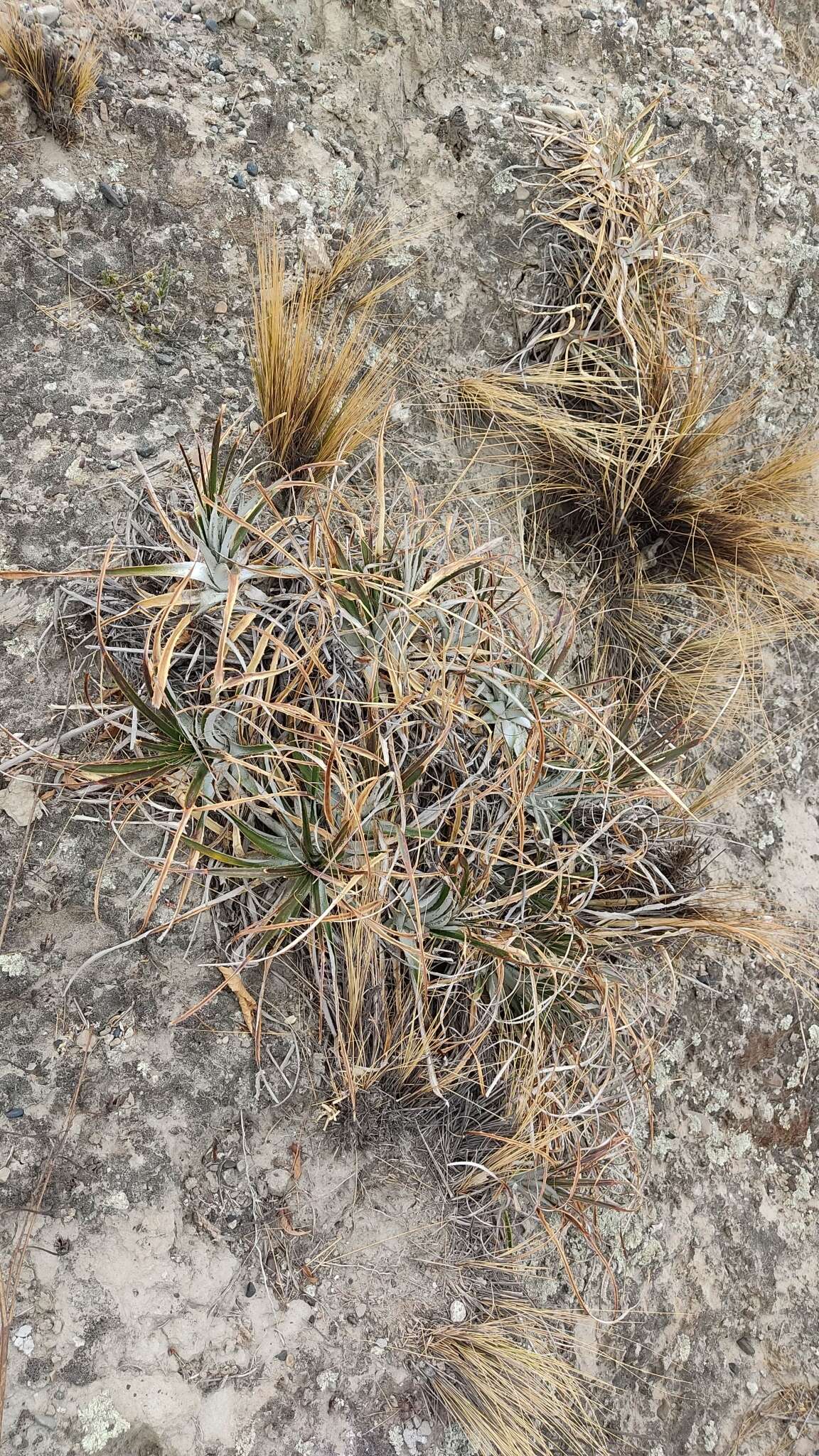 Imagem de Puya cochabambensis R. Vásquez & Ibisch