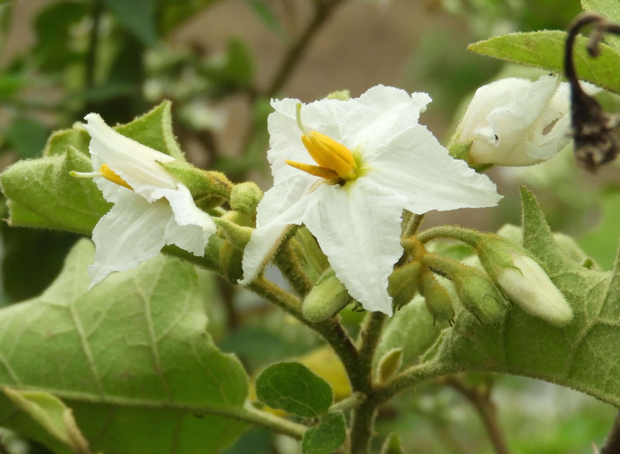 Image of Solanum ferrugineum Jacq.