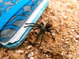 Image of Paloma Dwarf Tarantula