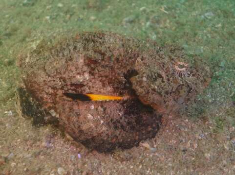 Image of Flasher scorpionfish