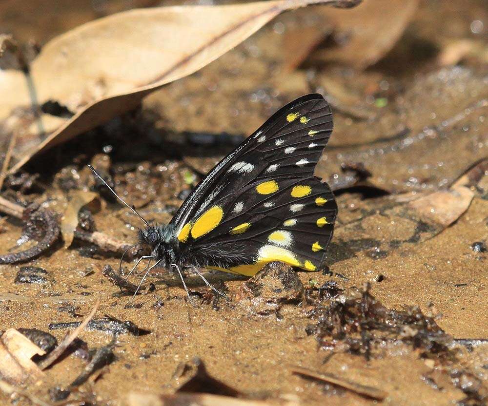 Image of hill jezebel