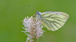 Image of Pieris bryoniae (Hübner (1806))