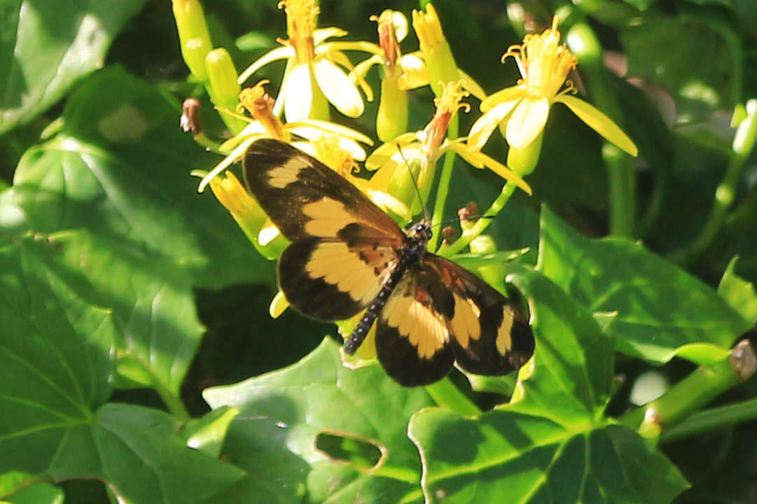 Image of Acraea cabira Hopffer 1855