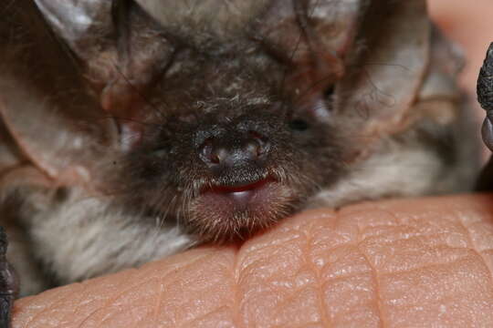 Image of Mountain Long-eared Bat