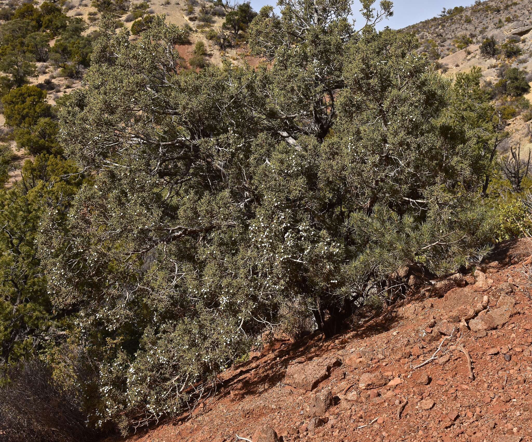 Image of Bigberry Juniper