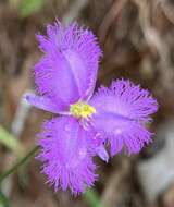 Image of Thysanotus banksii R. Br.