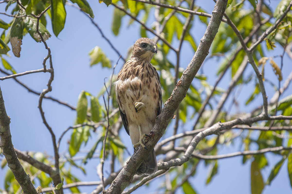 Imagem de Buteo ridgwayi (Cory 1883)