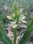 Image de Dactylorhiza insularis (Sommier) Ó. Sánchez & Herrero