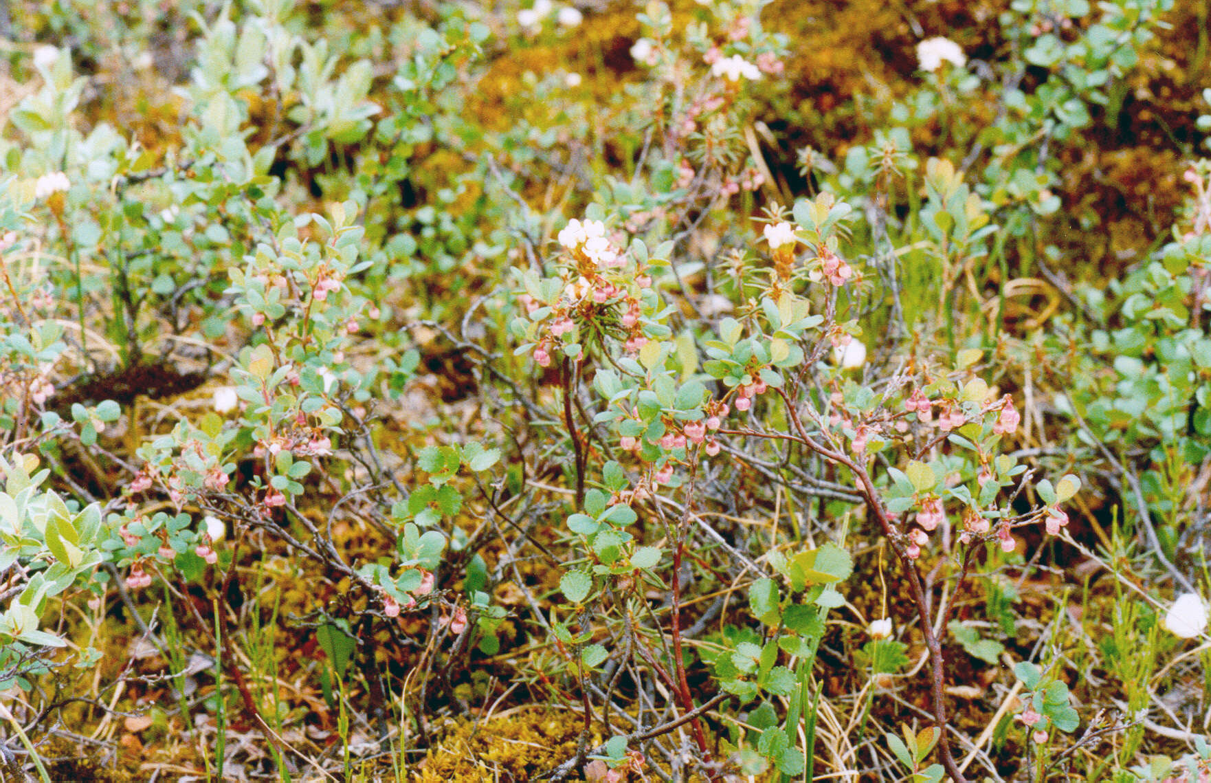 Vaccinium uliginosum subsp. microphyllum Lange的圖片