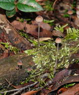 Image of Mycena cystidiosa (G. Stev.) E. Horak 1971