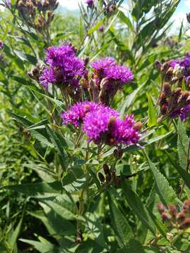 Image of prairie ironweed