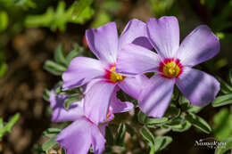 Image of Oxalis callosa Knuth