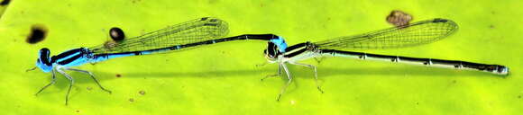 Image of Black-tailed Bluet