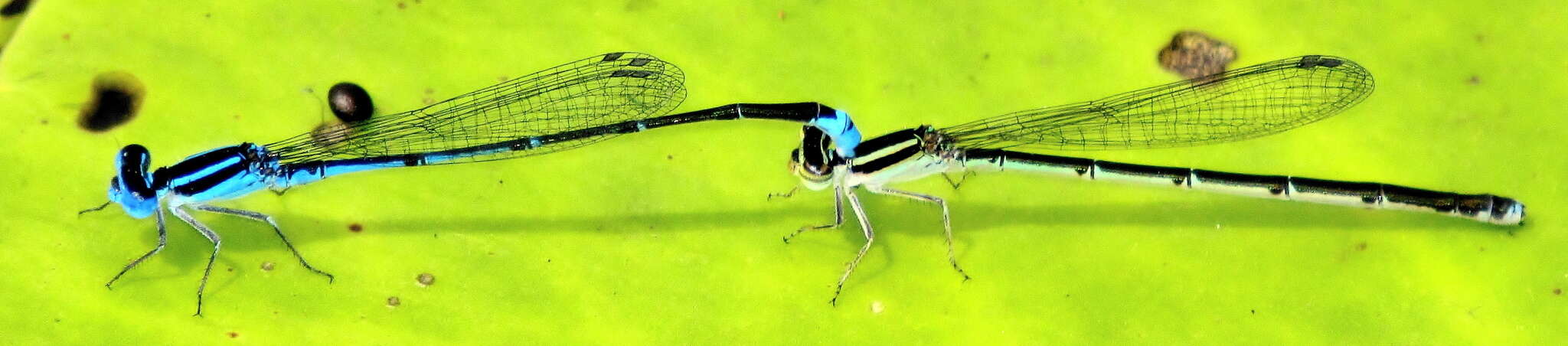 Image of Black-tailed Bluet