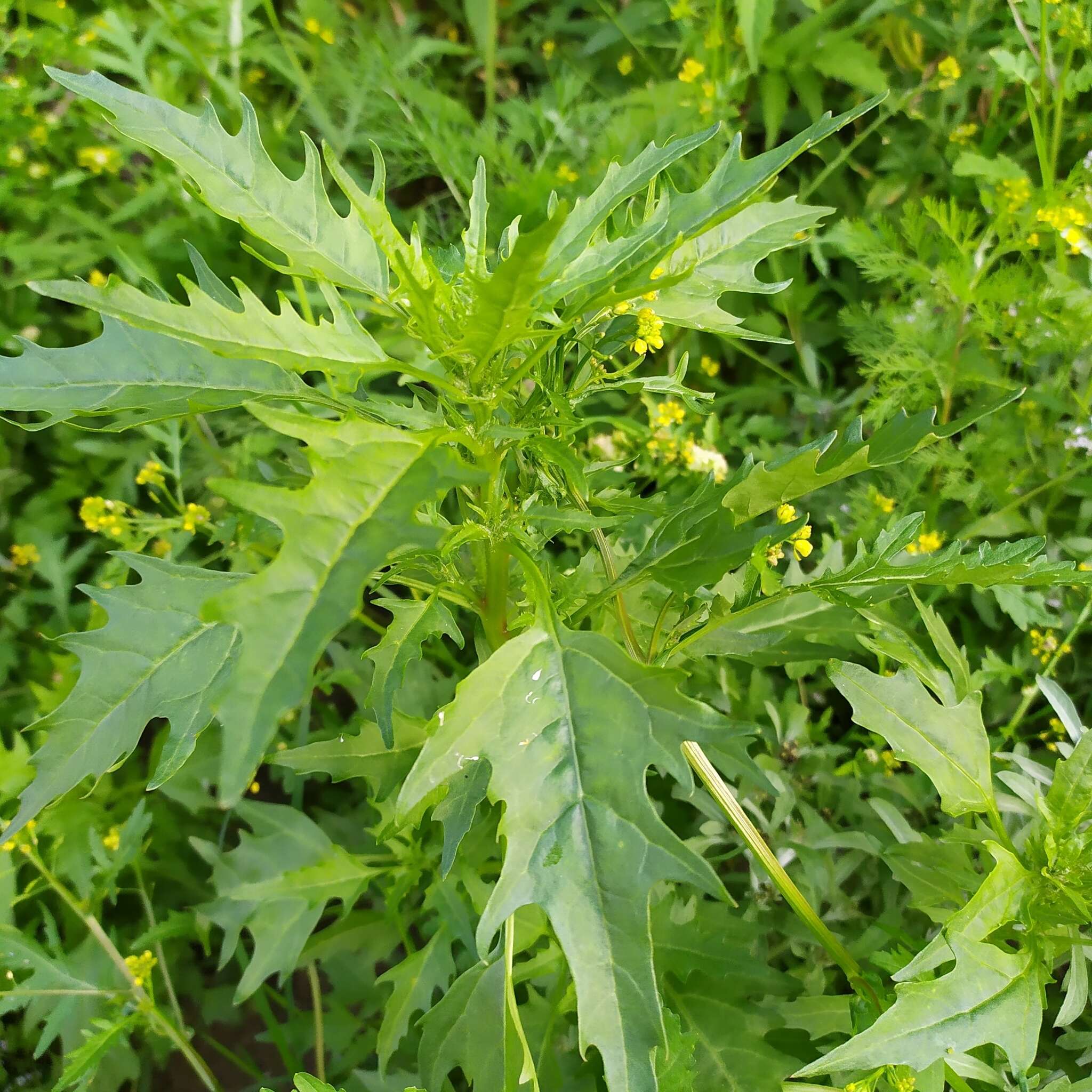 Image of Red Goosefoot