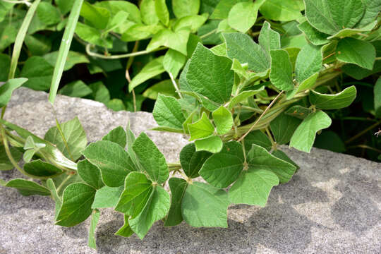 Image of Rhynchosia volubilis Lour.