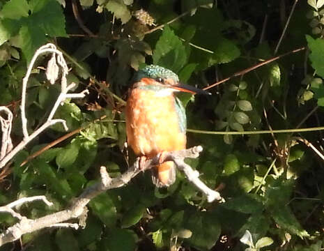 Image of Alcedo atthis ispida Linnaeus 1758