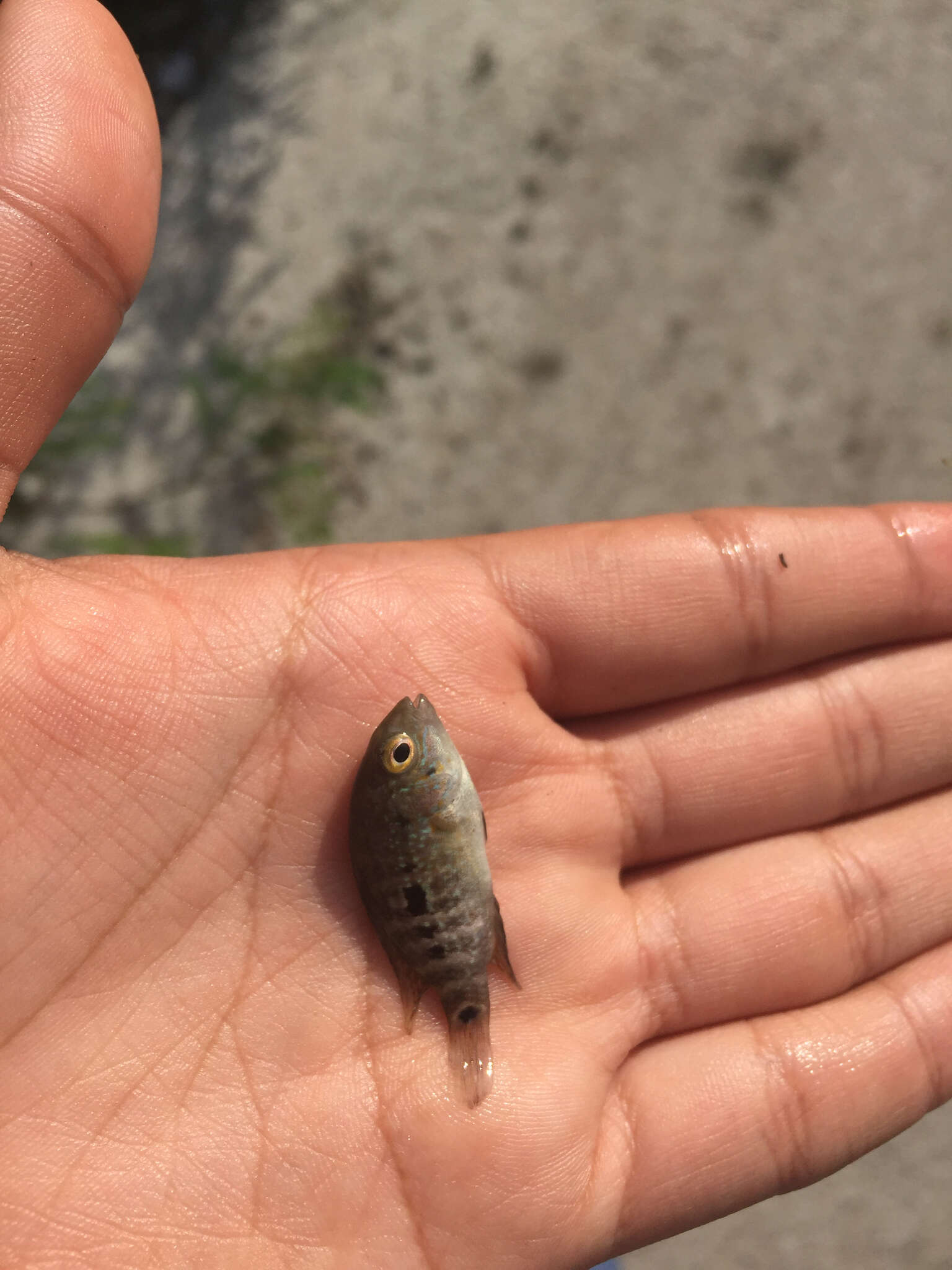 Image of Rio Grande Cichlid