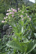 Image of cultivated tobacco