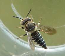 Image of Coelioxys afra Lepeletier 1841