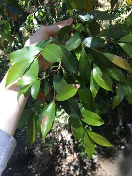 Image of Syzygium oleosum (F. Müll.) B. P. M. Hyland