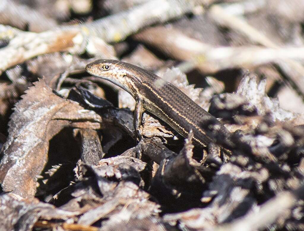 Image of Southern Grass Skink