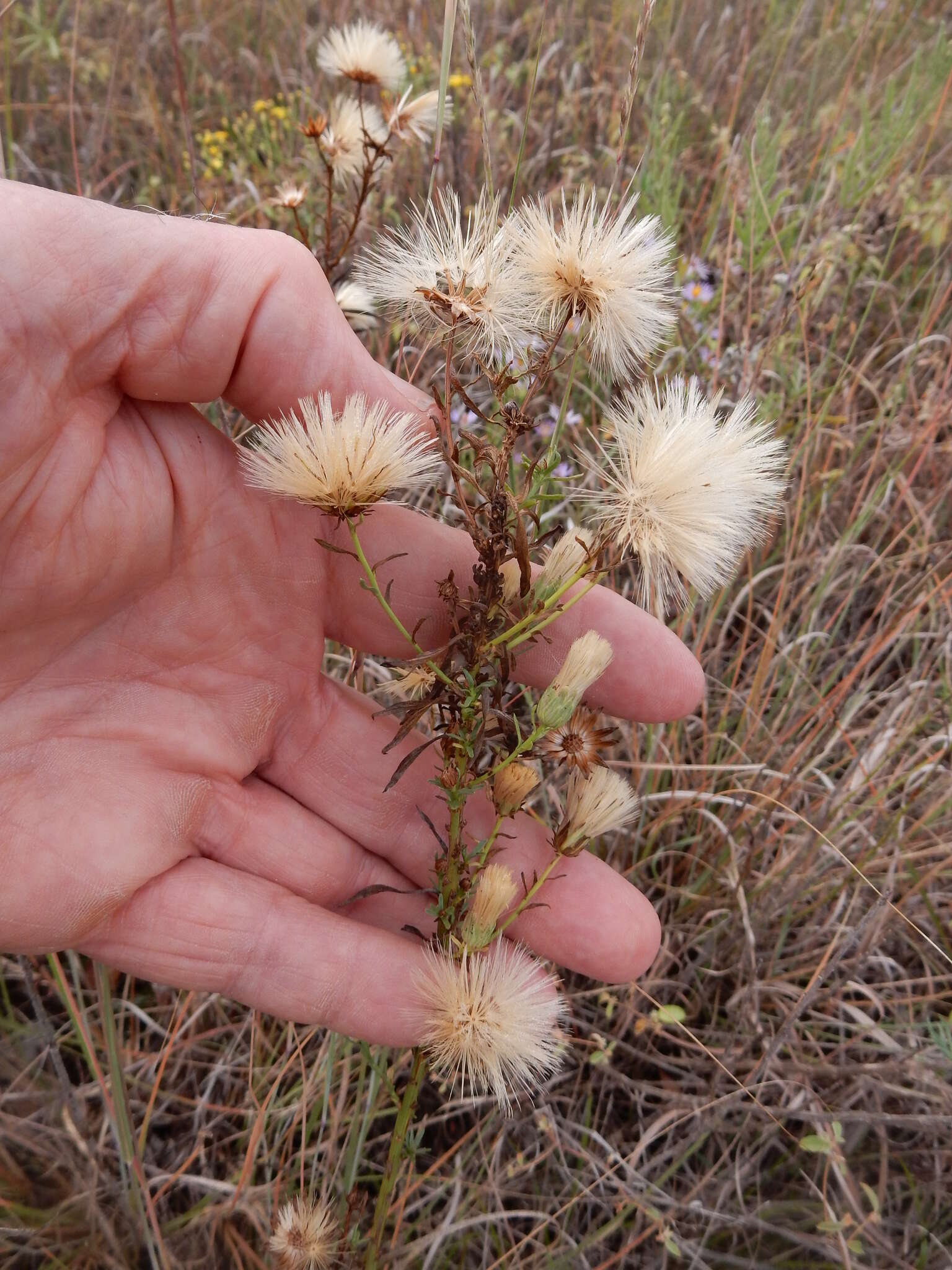 Image of prairie false willow