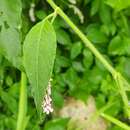 Image of Persicaria attenuata subsp. pulchra (Bl.) K. L. Wilson