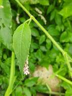 Image of Persicaria attenuata subsp. pulchra (Bl.) K. L. Wilson