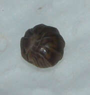 Image of Pillbug
