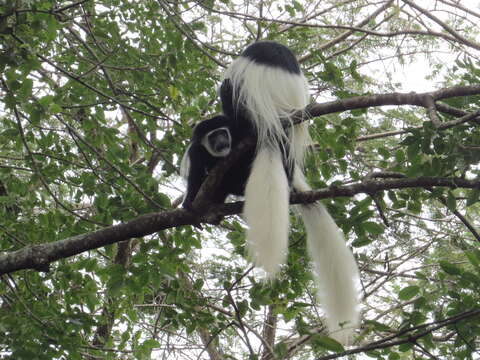 Imagem de Colobus caudatus Thomas 1885