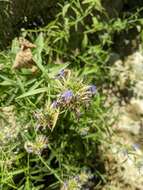 Image of Dunn's lobelia