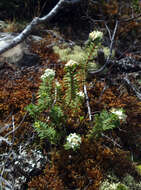 Image of Pimelea orthia C. J. Burrows & Thorsen