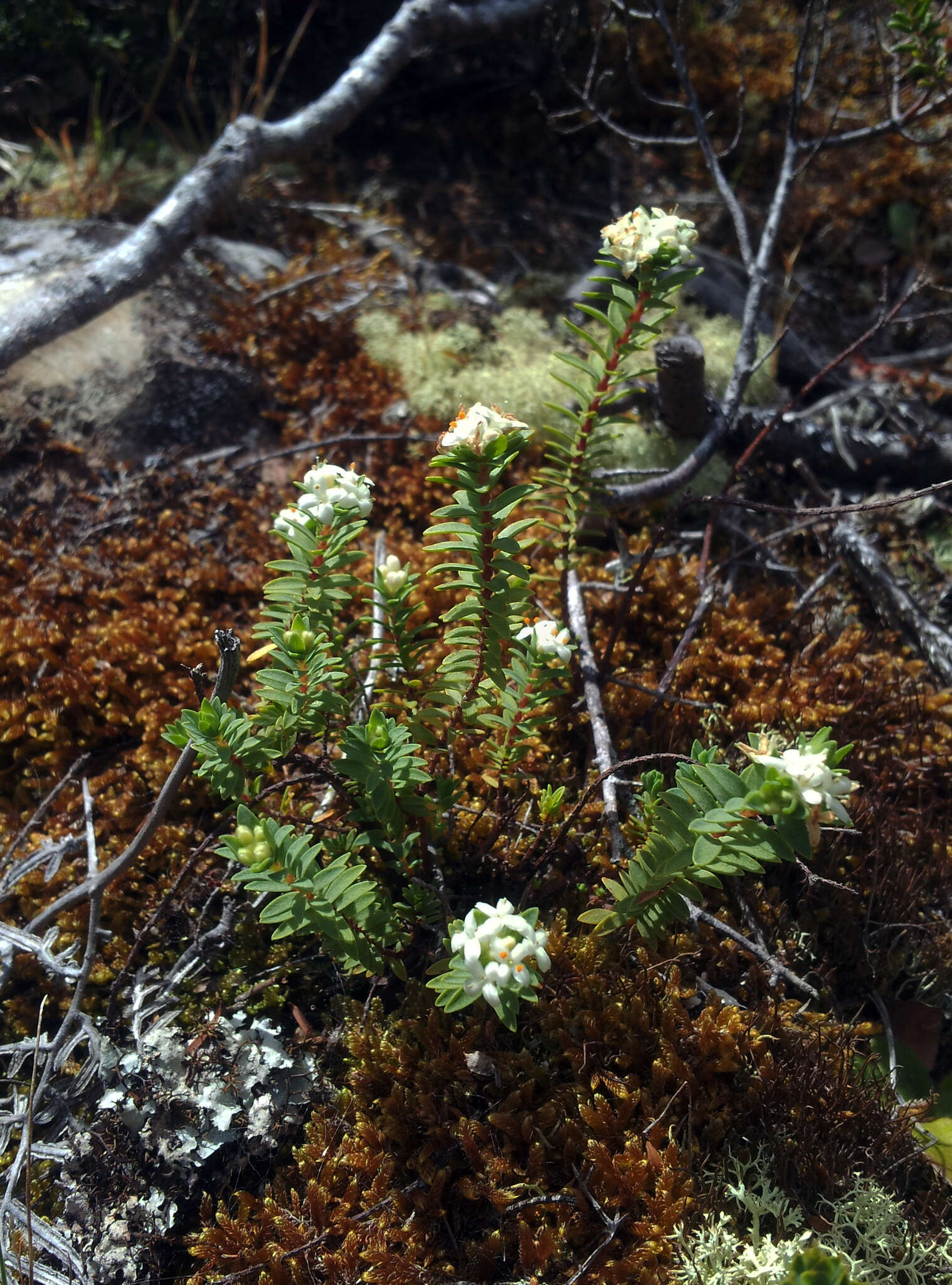 Image of Pimelea orthia C. J. Burrows & Thorsen