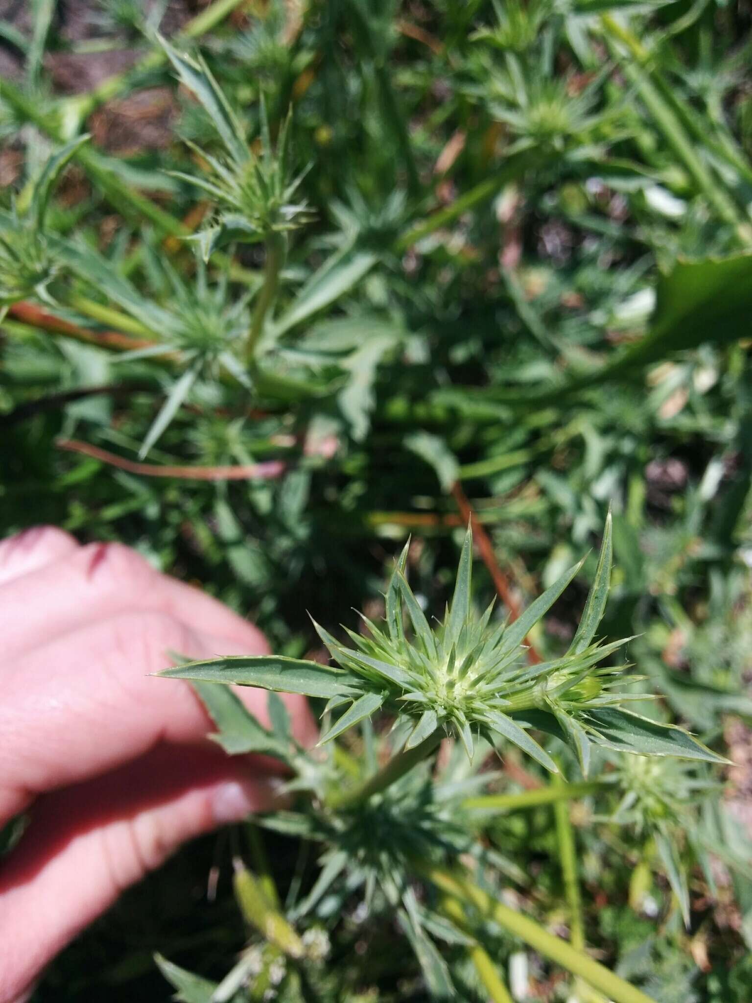 Image de Eryngium aristulatum subsp. aristulatum