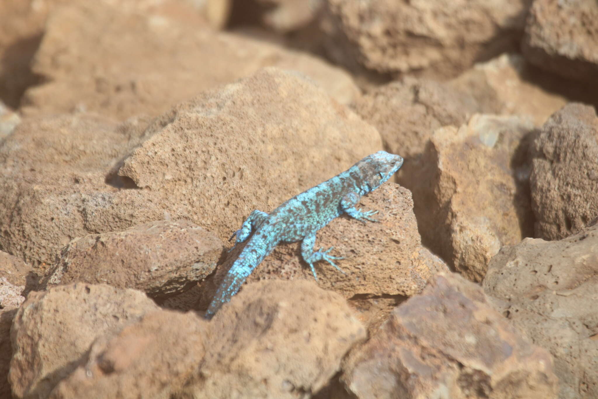 Image of Socorro Island Tree Lizard