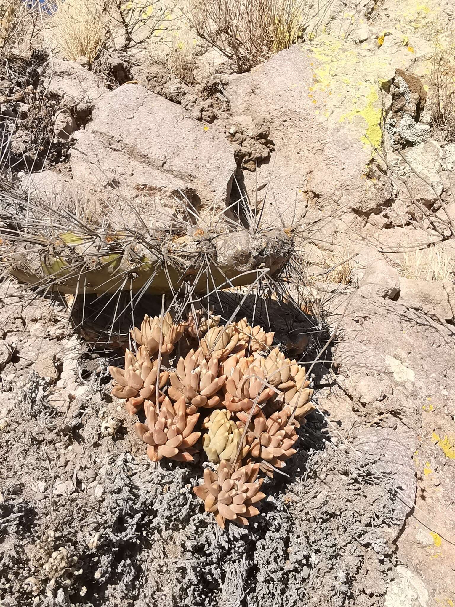 Image of Pachyphytum compactum Rose