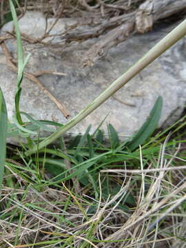 Image of Valeriana dioscoridis Sibth. & Sm.