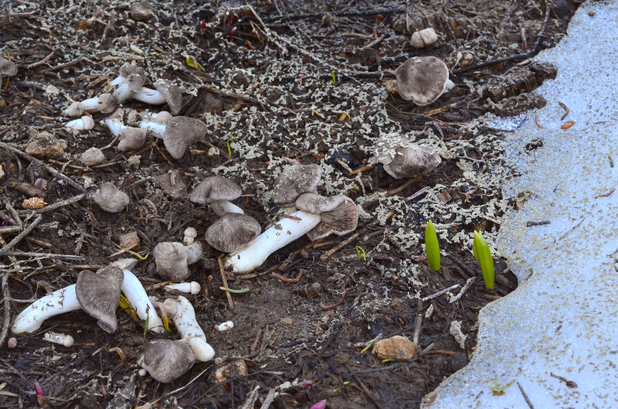 Image of Tricholoma moseri Singer 1989