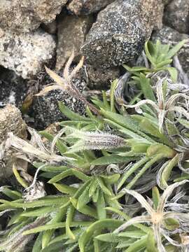 Imagem de Phlox richardsonii subsp. alaskensis (Jordal) Wherry