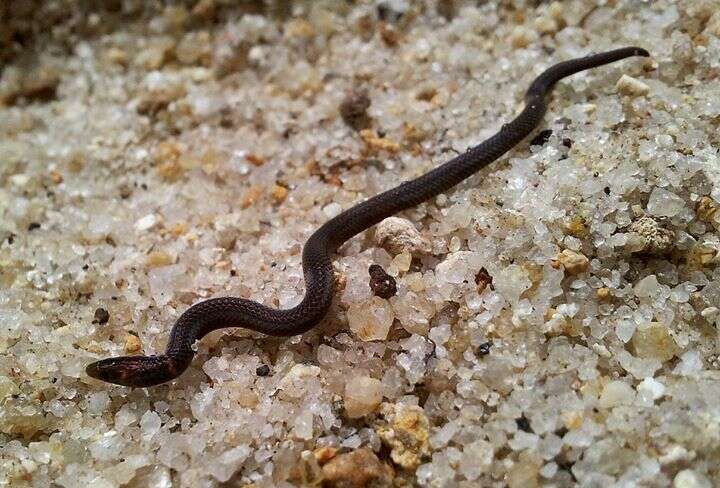 Image of Cantor's Dwarf Reed Snake