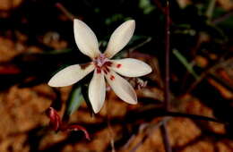 Image of Lapeirousia arenicola Schltr.