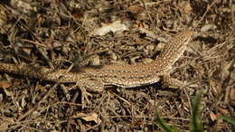 Callopistes maculatus Gravenhorst 1838 resmi