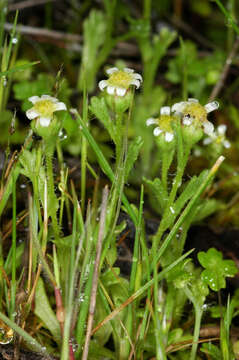 Image of Brachyscome goniocarpa Sond. & F. Müll.