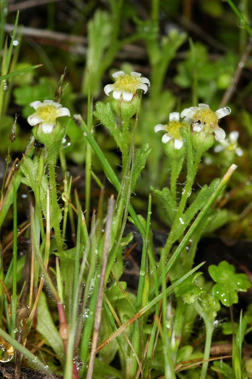 Plancia ëd Brachyscome goniocarpa Sond. & F. Müll.