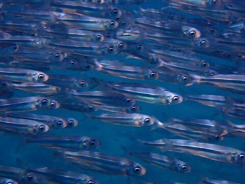 Image of Red Sea hardyhead silverside