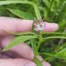 Imagem de Polygala cruciata subsp. aquilonia (Fernald & B. G. Schub.) A. Haines