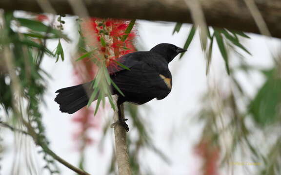 Image of Tawny-shouldered Blackbird