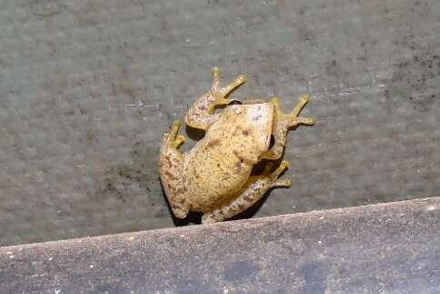 Image of Dwarf Mexican Treefrog