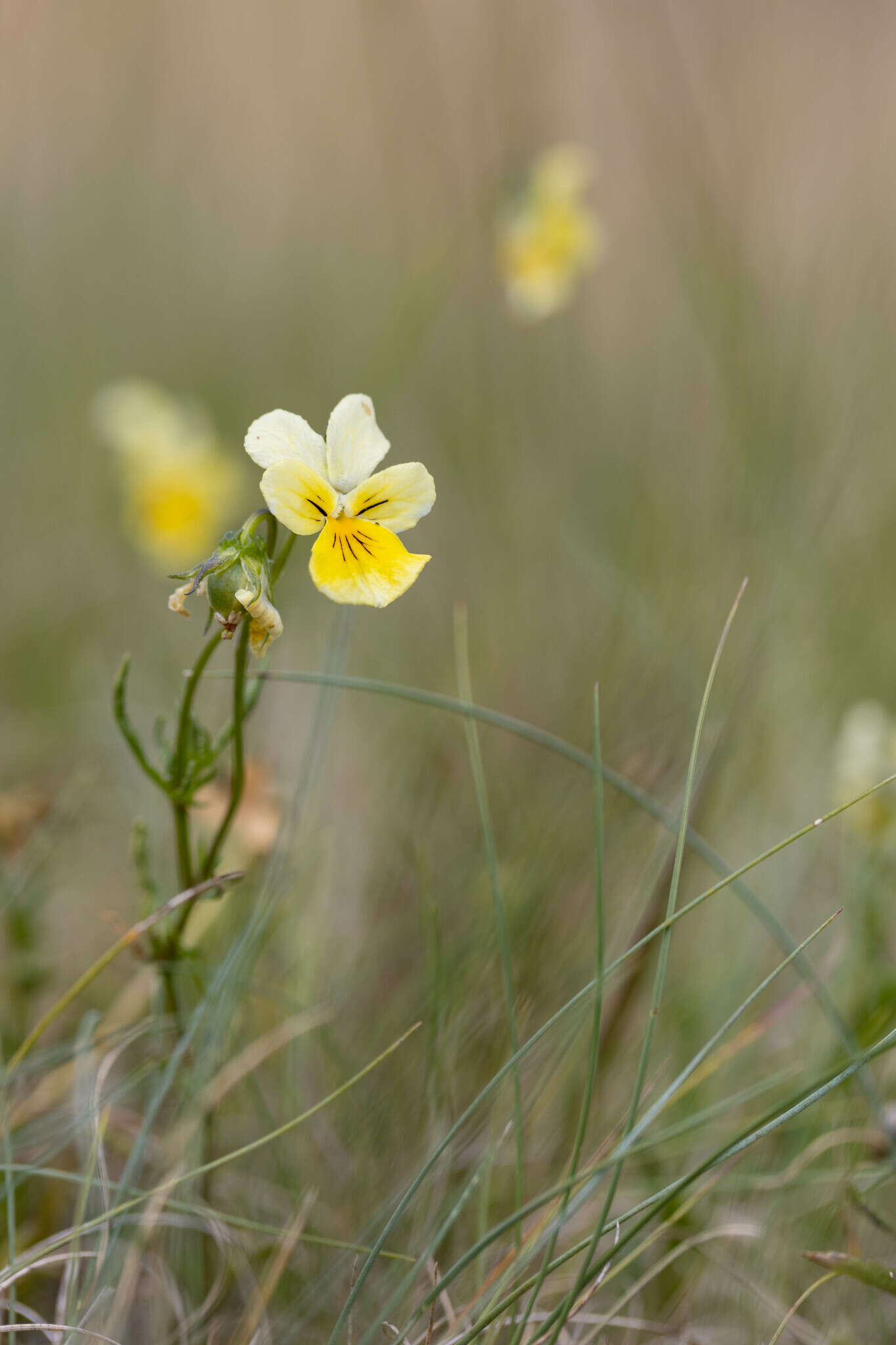 Image of yellow calamine violet